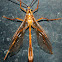 Ichneumon Wasp