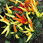 Chili Pepper