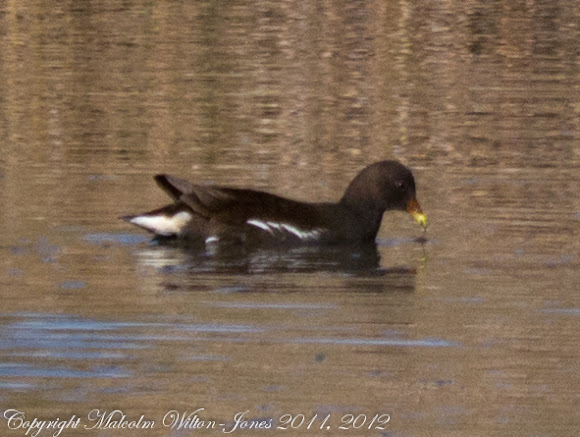 Spotting Image 1