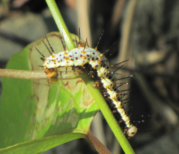 Zebra longwing caterpillar Project Noah