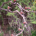 Black-bellied Whistling Ducks