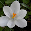Crocus