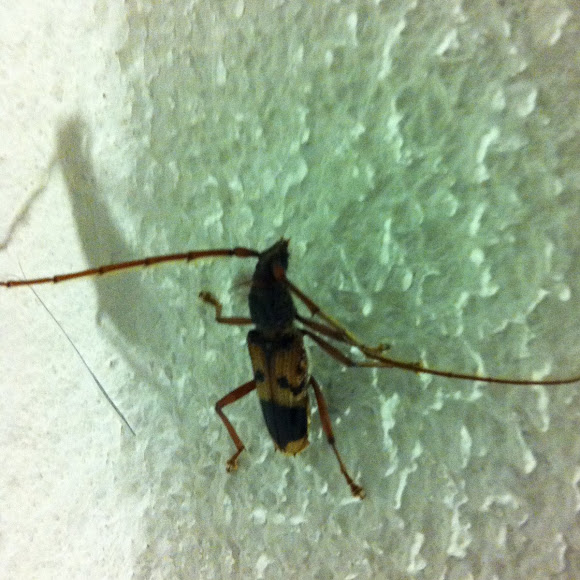 Spotting Image 1