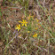 Common Golden Star