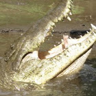 Crocodile
