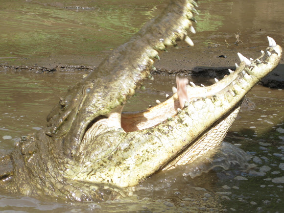 Spotting Image 1