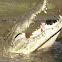 Crocodile