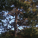 White pine