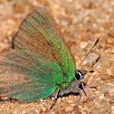 Green hairstreak, Cejialba