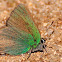 Green hairstreak, Cejialba