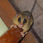 Mexican mouse opossum