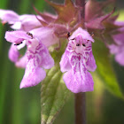 Marsh Hedgenettle