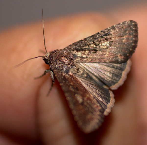 Noctuid Moth Project Noah