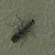 Florida Grizzled Bark Mantis