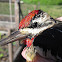 Yellow-bellied Sapsucker