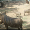 Warthog