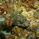 White spotted puffer