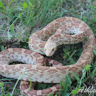 Bull Snake