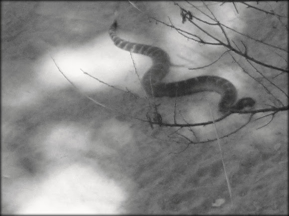 Spotting Image 1
