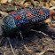 Stigmodera roei (Jewel Beetle)