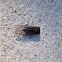Cicada