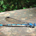 American Bluets / Common Blue Damselfly