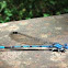 American Bluets / Common Blue Damselfly