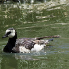 Barnacle goose
