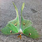 Luna Moth