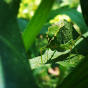 Common true katydid