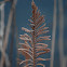 Ostrich Fern
