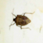 Brown Stink Bug