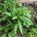 Canada Thistle
