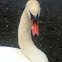 Trumpeter Swan