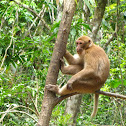 Rhesus Macaque