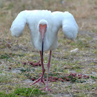 White Ibis