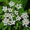 Common Water-Hemlock