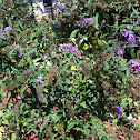 Summer lilac