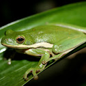 Green Tree Frog
