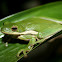 Green Tree Frog