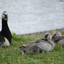 Barnacle Goose