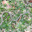 Garter snake
