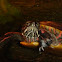 Painted Turtle