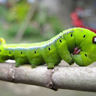 Oleander Hawk Moth Caterpillar