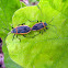 Largus bug