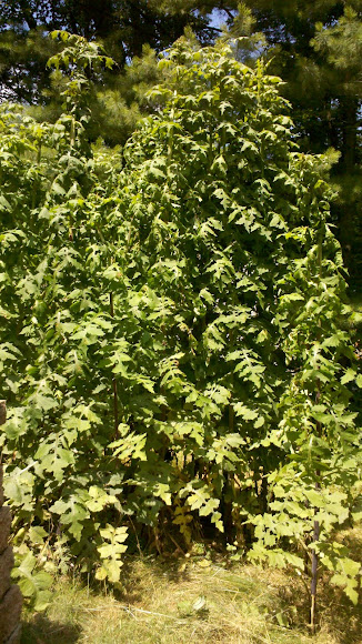 Spotting Image 1