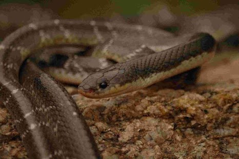 How to install Indian Snakes patch 3.1 apk for laptop