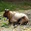 Himalayan high altitude goat
