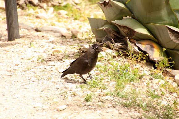 Spotting Image 1