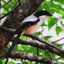 Long-tailed Shrike